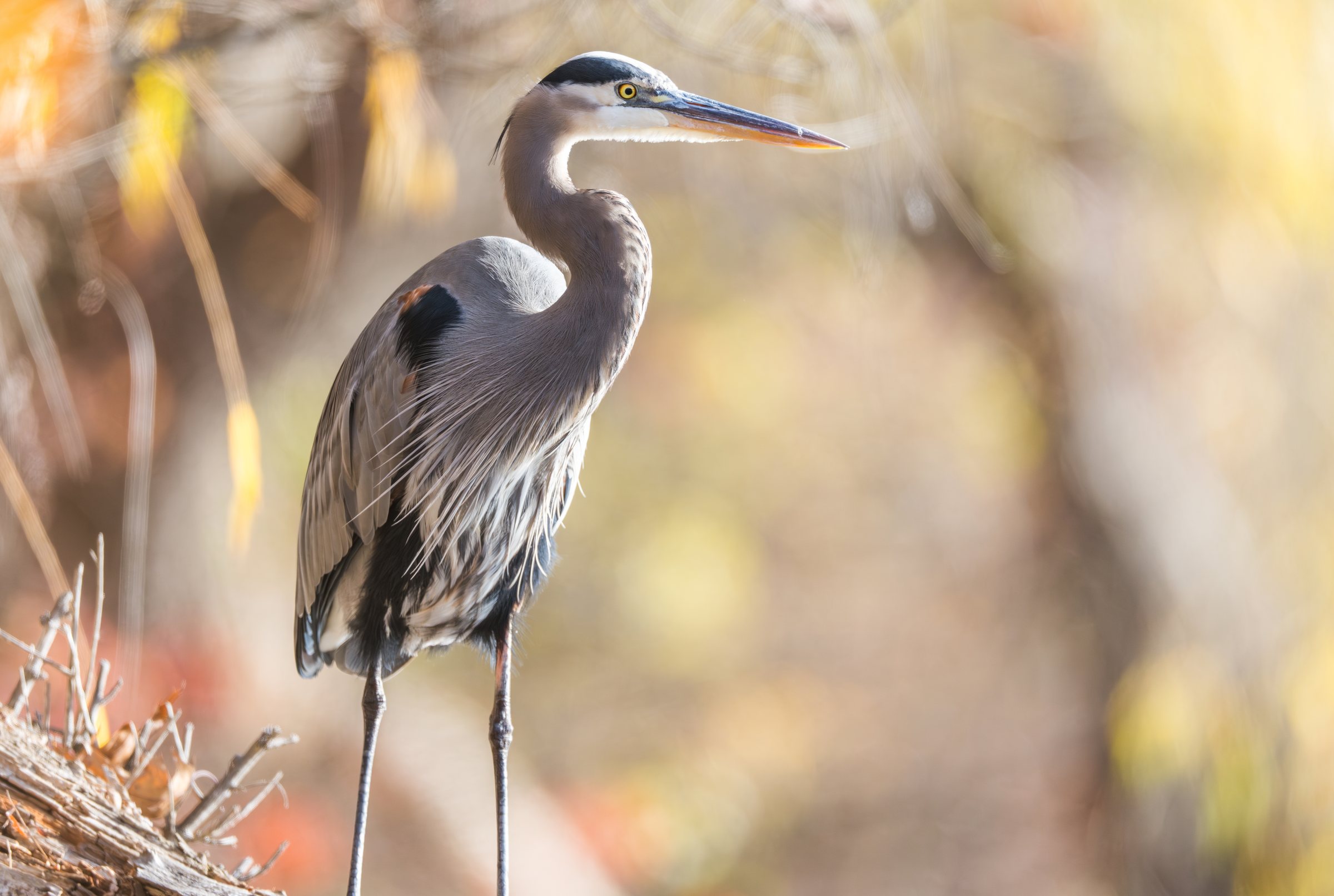 Garceta azul, Reserva Caxcanes
