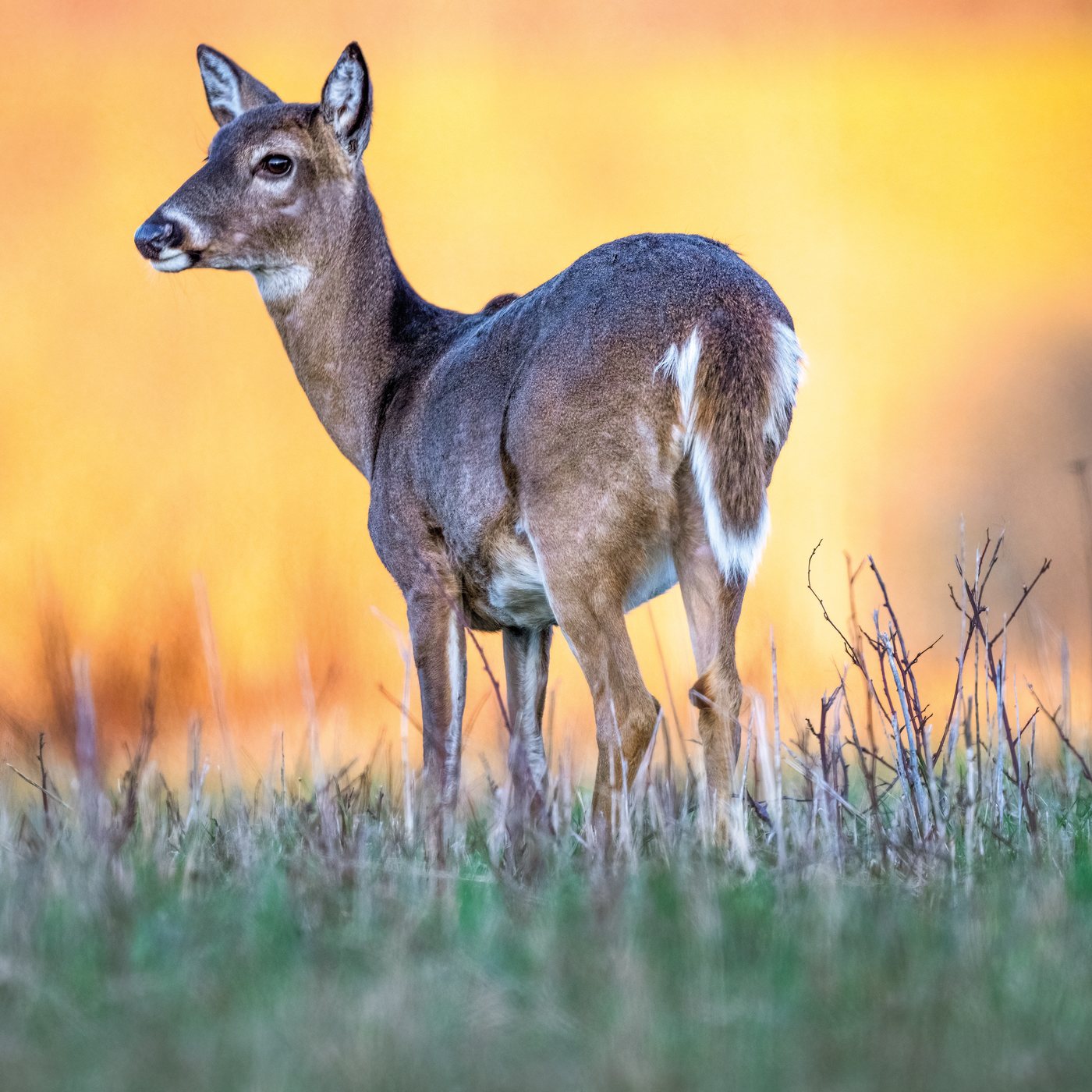 Venado de cola blanca — Odocoileus virginianus