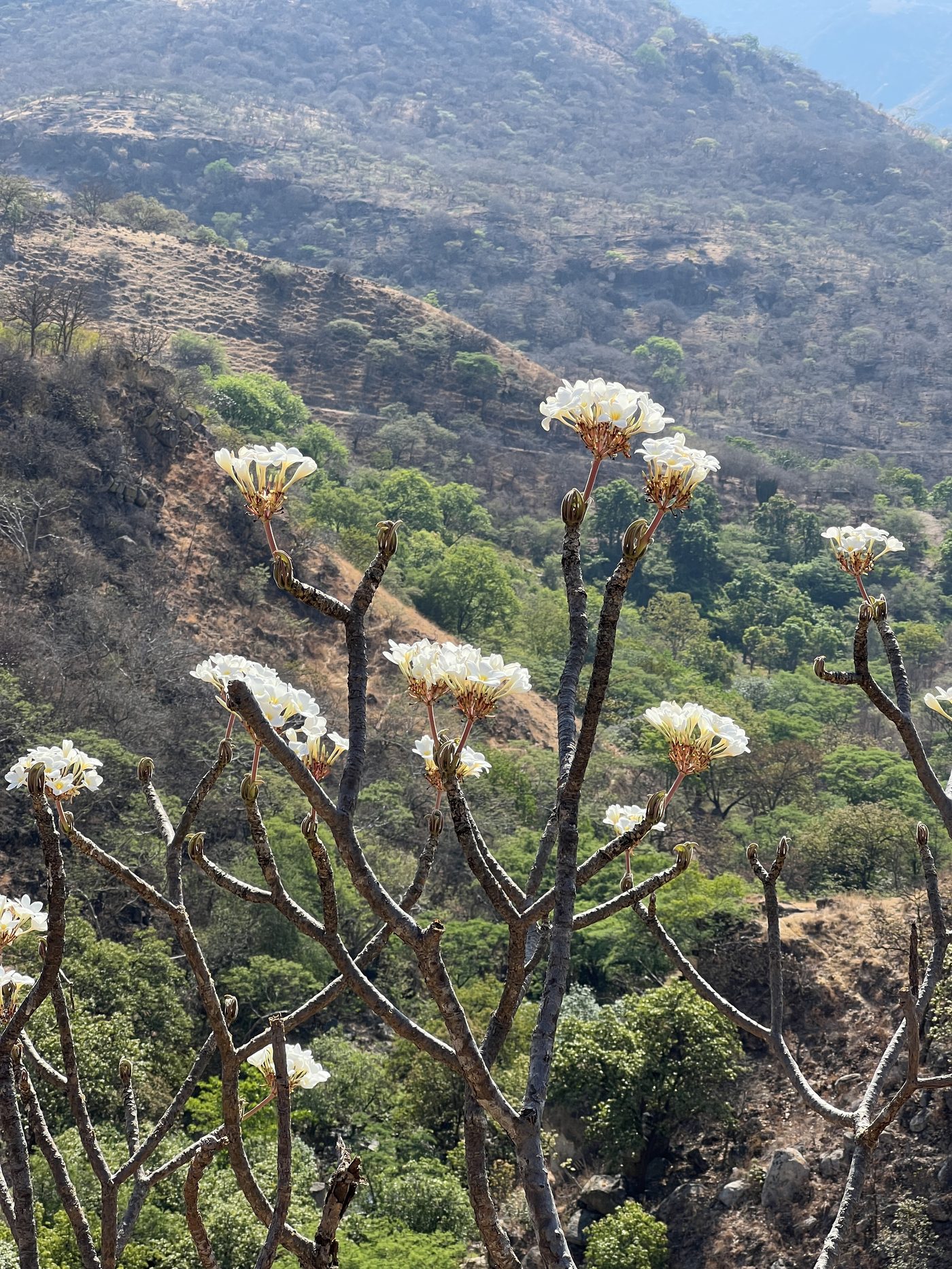 Flor de plumeria, Reserva Caxcanes