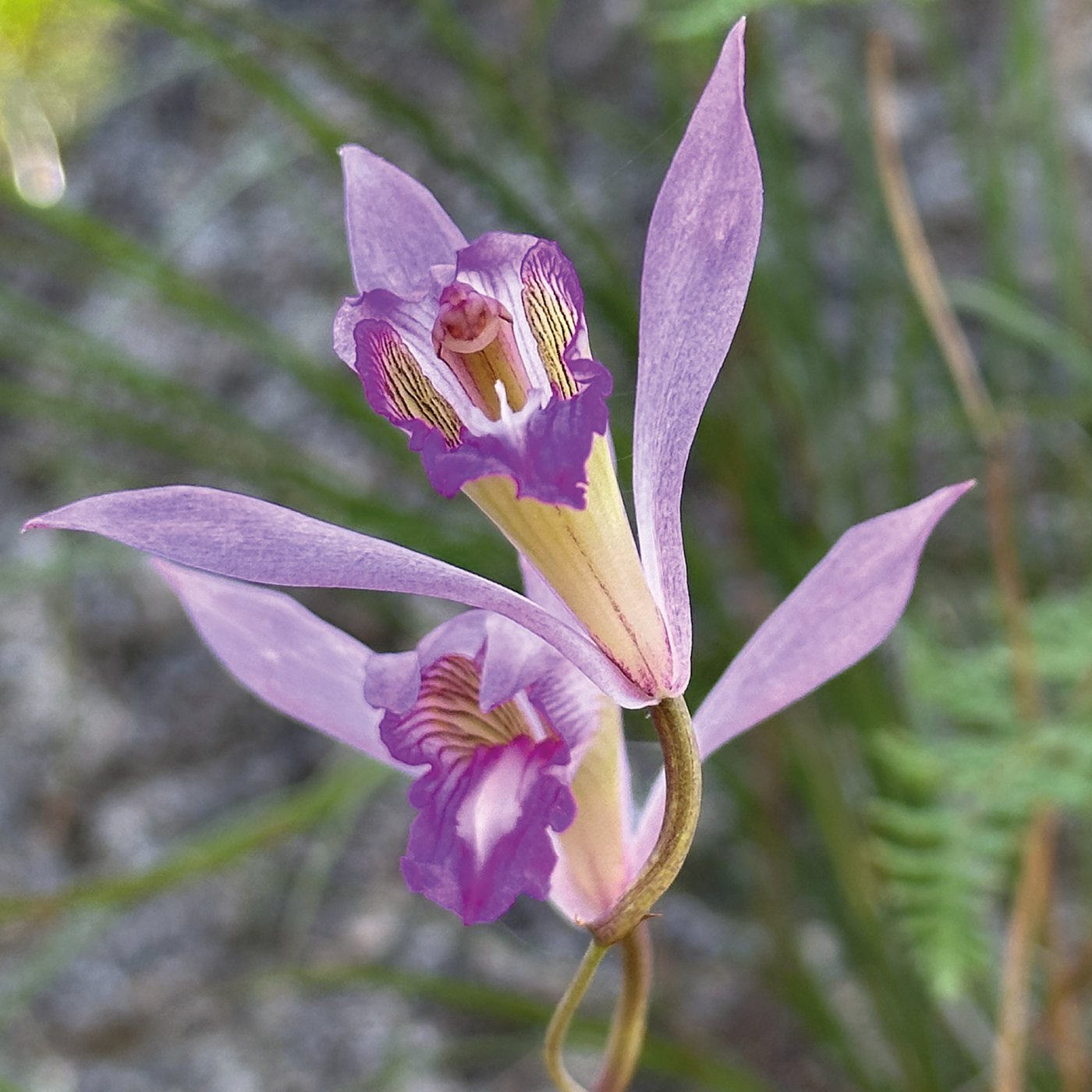 Bletia campanulata, Lirio morado de monte, en Reserva Caxcanes