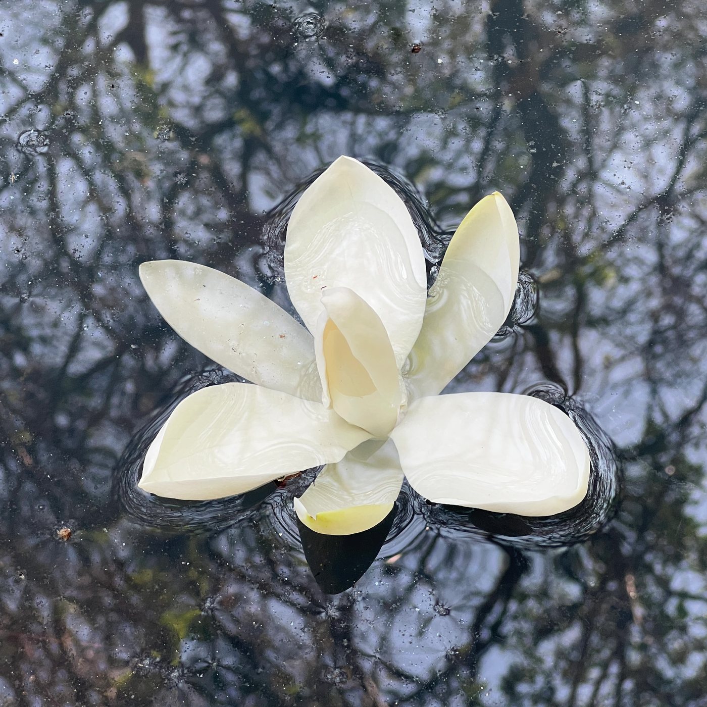 Magnolia pugana, Magnolia de la barranca, en Reserva Caxcanes