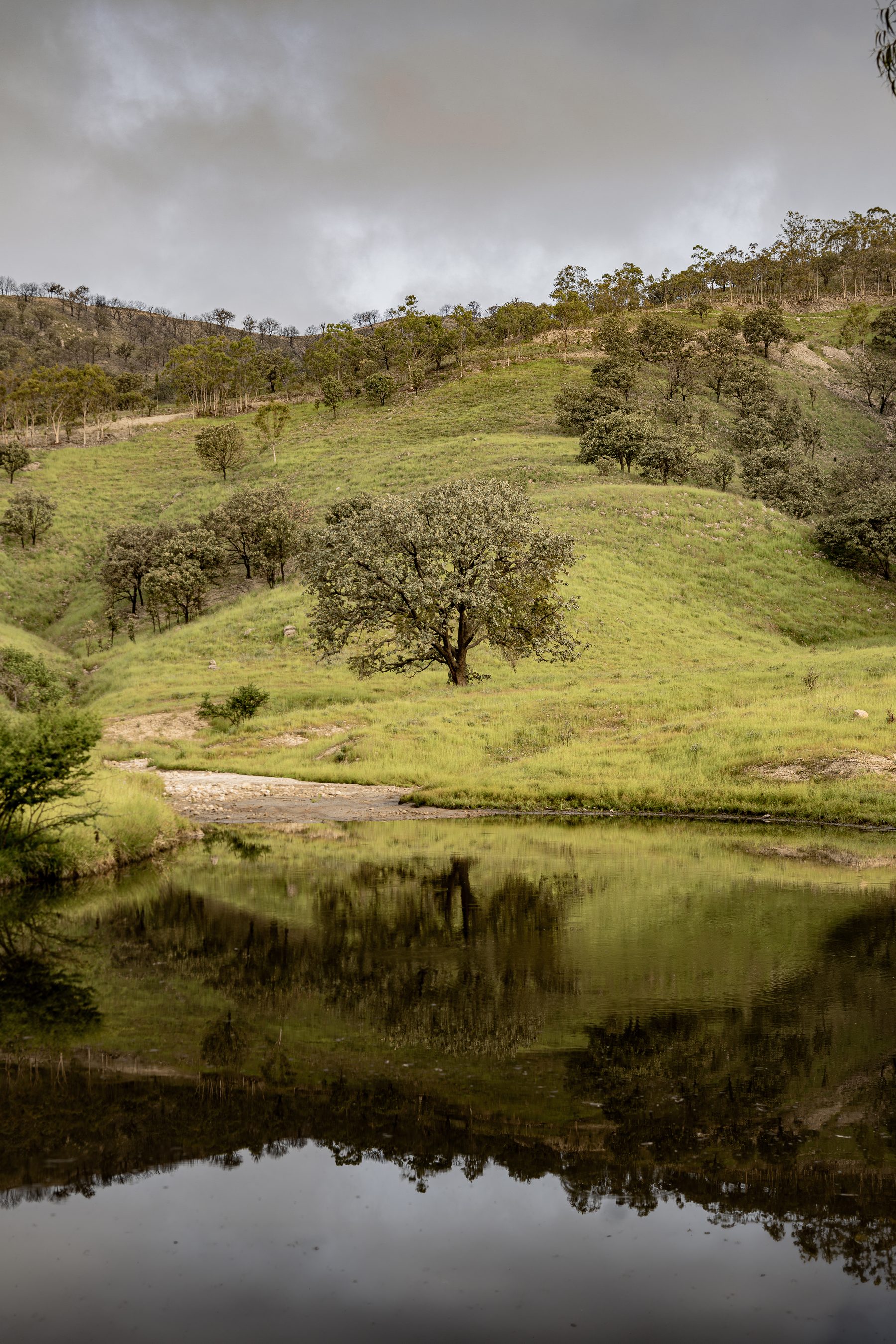 Árbol junto a un espejo de agua en Reserva Caxcanes, 2022